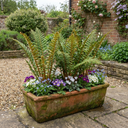 Dryopteris affinis Montana Male Fern Hardy Evergreen Perennial Plants (Set of 3 or 6)