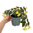 Begonia Fragrant Falls Lemon Plant (2L Pot)