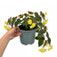 1 Large Plant - Begonia Fragrant Falls Lemon, Outdoor Garden Ready, 2L Pot