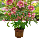 Hellebore Tutu Plant (2L Pot)