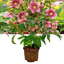1 Large Plant - Hellebore Tutu, Ready to Plant in Your Garden, 2L Pot