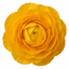 1 Ranunculus Vortex Golden Yellow Persian Buttercup Plant, Hardy Spring Flowering, 2Ltr Root-Ball
