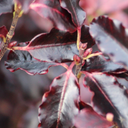 Pittosporum Tom Thumb Plant