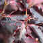 Pittosporum Tom Thumb