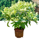 Hellebore Argutifolius Plant (2L Pot)