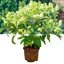 1 Large Plant - Hellebore Argutifolius, Ready to Plant in Your Garden, 2L Pot