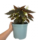 Begonia Non Stop Mocca White Plant (5L Pot)