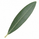 3L Olive Tree Plant, 80-100cm, Mediterranean Nursery Pots