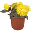 1 Large Plant - Begonia Mocca Yellow, Ready to Plant in Your Garden, 2L Pot