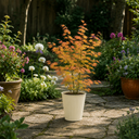 3L Orange Leaf Acer Tree, Nursery Pot, Patio Garden Pots