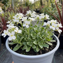 Arabis Aubris White Rockcress Plants