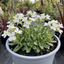 1 Arabis Aubris White Rockcress Plant, Hardy Alpine Perennial Ground Cover, 2L Root Ball
