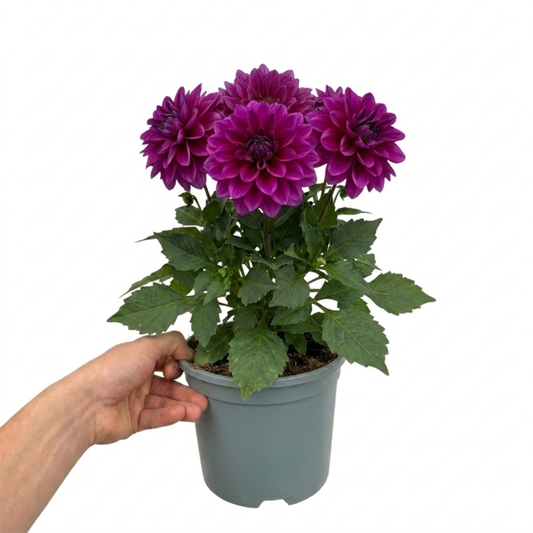 Potted dahlia held in a hand, rounded magenta-purple double blooms above toothed green leaves