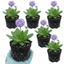 Set of 3 or 6 Primula Denticulata Lilac Drumstick Primrose Plants, Hardy Perennial, Bee Friendly Spring Flowering, Outdoor Garden Ready, 1 Litre Root-Ball