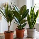 Dracaena Marginata Plant (1L Pot)