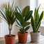 3 Architectural Houseplant Collection – Dracaena Marginata, Ficus Robusta & Snake Plant, 1 Litre Root Ball