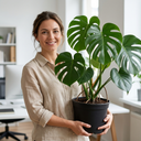 Monstera Deliciosa Cheese Plants