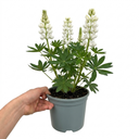 Lupin West Country Polar Princess Plant (3L Pot)