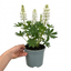 1 Large Plant - Lupin West Country Polar Princess, Outdoor Garden Ready, 3L Pot