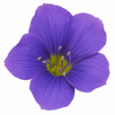 Polemonium Bressingham Purple Plant (3L Pot)