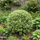 Pittosporum Golf Ball Evergreen Shrub Plant (3L Pot)