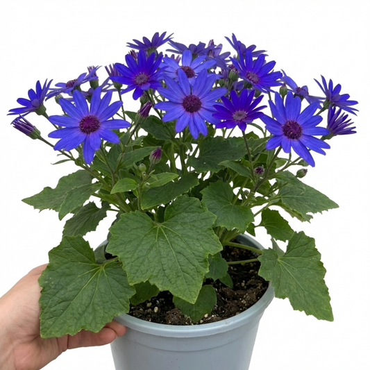 Senetti 'Pop Bang Blue' (Pericallis) – Spring Bedding (6.5L Pot)
