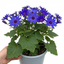 1 Senetti Pericallis Pop Bang Blue Plant, Outdoor Garden Ready Summer Flowering, 6.5 Litre Root Ball