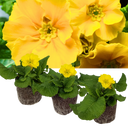 Polyanthus Yellow Plants (Set of 3 or 6)