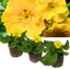 Set of 3 or 6 Large Plants - Polyanthus Yellow, Ready to Plant in Your Garden, Peat Free