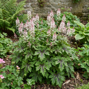 Tiarella Sugar and Spice Foam Flower Plant (2L Pot)