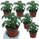 Tomato Bush Steak (Megabyte) Plants (Set of 3 or 6)