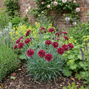 Carnation Capitan Colon Dianthus Plants