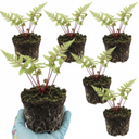 Lady Fern Athyrium Lady in Red Plants (Set of 3 or 6)