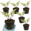 Set of 3 or 6 Lady Fern Athyrium Lady in Red Hardy Perennial Plants, Shade Garden Ready, Outdoor Fern, 11cm or 1L Root Ball