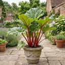 Rhubarb Timperley Early Plants