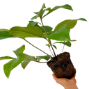 Hellebore Star of Passion Plant
