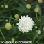 Scabious Kudo White