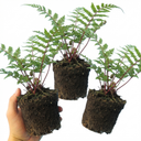 Lady Fern Athyrium Lady in Red Plants (Set of 3 or 6)