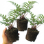 Set of 3 or 6 Lady Fern Athyrium Lady in Red Hardy Perennial Plants, Shade Garden Ready, Outdoor Fern, 11cm or 1L Root Ball