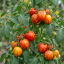 Tomato Ricola Fire & Lightning Plants (Set of 3 or 6)