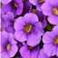 Set of 3 or 6 Large Plants - Calibrachoa Cabaret Early Blue, Outdoor Garden Ready