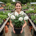 Philadelphus Virginal Mock Orange Plants