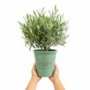 3 Litre Bushy Olive Tree, Nursery Pot, Outdoor, Pots