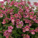 Nemesia Nuvo Rose Improved Plant (2L Pot)