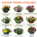 7 Colour Coordinated Plants - Tangerine Twist Theme Speedplanter, Garden Ready