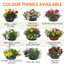 7 Colour Coordinated Plants - Tangerine Twist Theme Speedplanter, Garden Ready