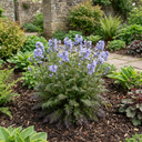 Polemonium Heaven Scent Plants