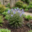 1 Polemonium Heaven Scent Flowering Plant, Hardy Perennial for Cottage Garden, Bee Friendly, 3 Litre Root Ball