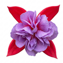 Upright Fuchsia Fuchsita Red & Lavender Plant