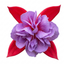 1 Large Plant - Upright Fuchsia Fuchsita Red & Lavender, Outdoor Garden Ready